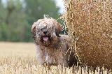 TERRIER DU TIBET